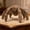 1pc, variant on Project Hail Mary Plush - Ro-cky Eridian Alien Stuffed Animal, Unique Stone Texture Spider Plushie for Sci-Fi Readers & Fans