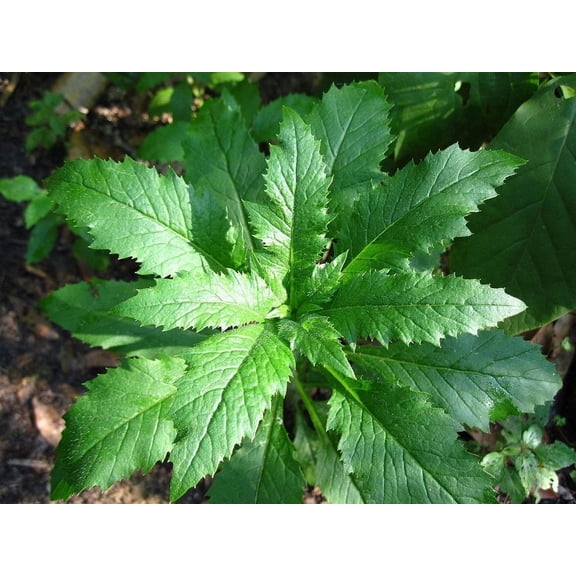 epazote herb - chenopodium - mexican herb - live plant -  3" pot