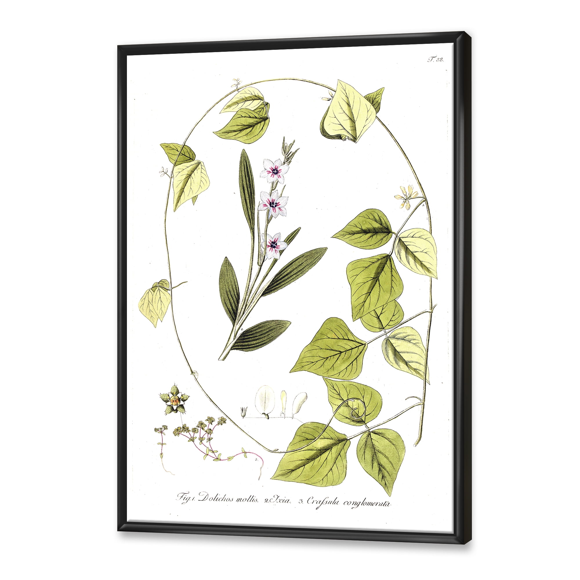 Designart 'Ancient Botanicals XXI' Traditional Framed Canvas Wall Art Print