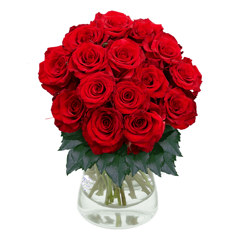 Rose given to girlfriend 2025