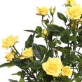 thumbnail image 2 of Vickerman FL171105 Yellow Mini Diamond Rosa X5 Floral Bush - 15 in., 2 of 2