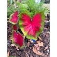 thumbnail image 5 of Frieda Hemple Caladium (2 Bulbs) | Stunning Red with Scarlet Veins, 5 of 9