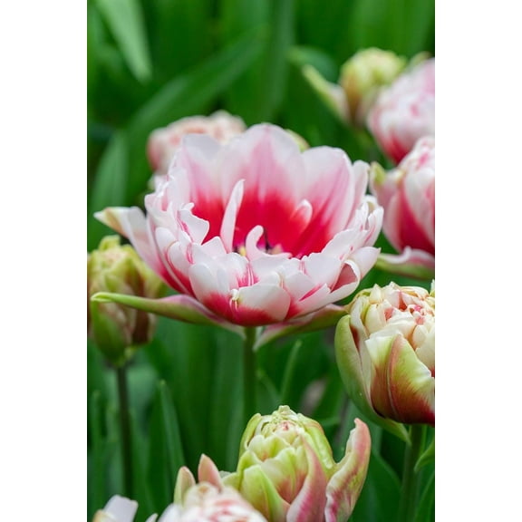 Chandelier Double Late Tulips 5 Bulbs - 11/12 cm Bulbs