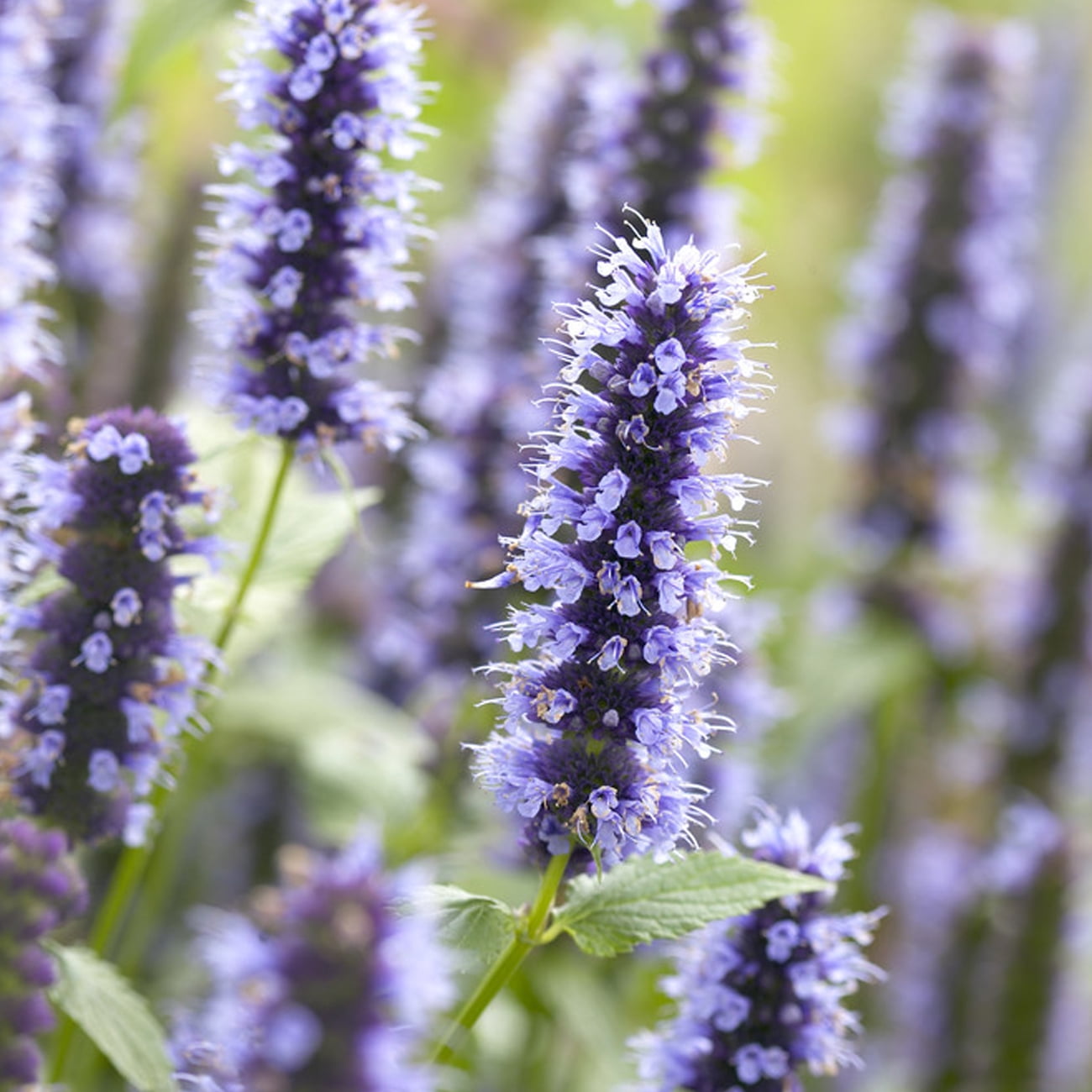 Van Zyverden Agastache Blue Fortune Set of 3 Plant Roots Multicolor Full Sun Fragrant 1 lb