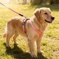 thumbnail image 6 of Cat Harness and Leash Set Adjustable No Escape Nylon for Walking Outdoor Safety, H Shape Reflective with Metal Clips, Gradient Colors, 6 of 6