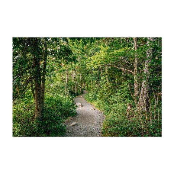 Trail in Acadia National Park - Maine Photography Forest Nature Woodland Scenic Wilderness Landscape Unframed Wall Art Print 4 x 6 inches