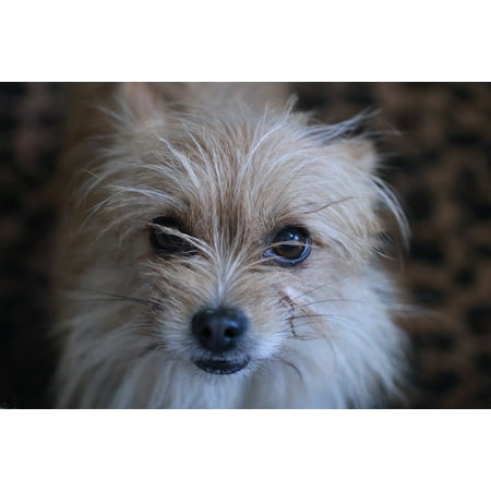 - LAMINATED POSTER Wizard Of Oz Terrier Cairn Terrier Toto House Dog Poster Print 24 x 36