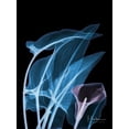 thumbnail image 2 of Koetsier, Albert 19x24 Black Ornate Wood Framed with Double Matting Museum Art Print Titled - Blue Purple Calla, 2 of 4