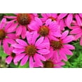 thumbnail image 4 of 1000 Bulk BRIGHT STAR CONEFLOWER Echinacea Purpurea Lavender Bright Rose Pink Flower Seeds, 4 of 8