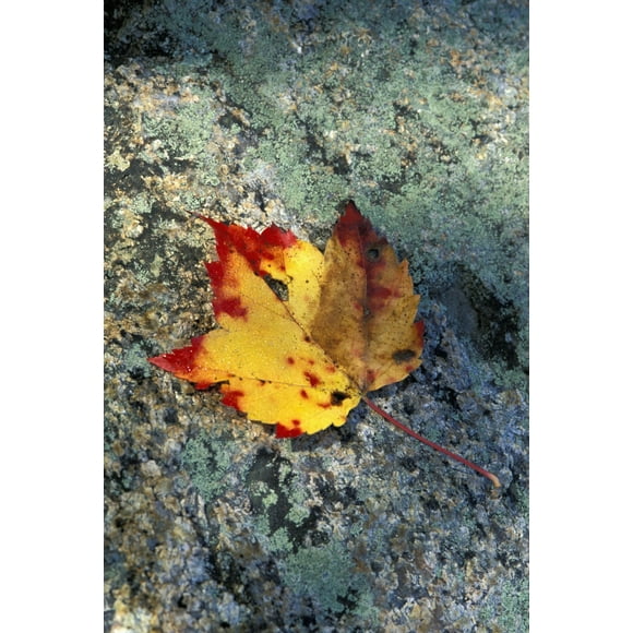 Usa, New Hampshire, Maple Leaf On Granite; White Mountains Poster Print (24 x 36)
