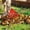 Red, variant on YIMWNYI 21 Tooth Rake for Gardening, Heavy Duty Garden Tool, Efficient Leaf Collector, Perfect for Sweeping Grass and Debris, Durable Outdoor Rake for Yard Work, Lawn Maintenance