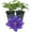 2 Plants, variant on Clematis Olympia - Live Starter Plant in a 2 Inch Growers Pot - Starter Plants Ready for The Garden - Rare Clematis for Collectors