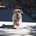 thumbnail image 5 of Zapatos para perros para protector de patas de pavimento caliente, suela antideslizante, botas de verano para perros y gatos con correas reflectantes, 4 Uds., 5 of 5