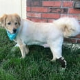 thumbnail image 3 of Dog Rear Leg Brace Long Version Canine Hock Wraps With Safety Reflective Straps For Injury And Sprain Protection, Wound Healing And Loss Of Sta, 3 of 4
