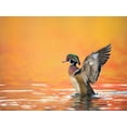 thumbnail image 2 of Burchett, PH 32x25 Gold Ornate Wood Framed with Double Matting Museum Art Print Titled - Water Bird Glimpse III, 2 of 4