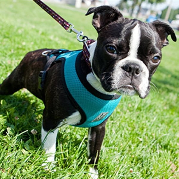 teal dog harness