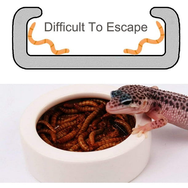 Worm dish hot sale mealworm feeder