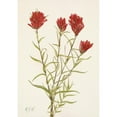 thumbnail image 2 of Mary Vaux Walcott 11x14 Black Ornate Wood Framed Double Matted Museum Art Print Titled: Lanceleaf Paintbrush. Castilleja Lancifolia (1925), 2 of 5