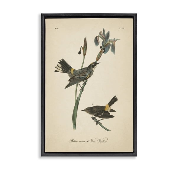 Stupell Industries Cottage Vintage Warbler Study Black Floating Frame Canvas Art, 17 x 25, by Wild Apple Portfolio