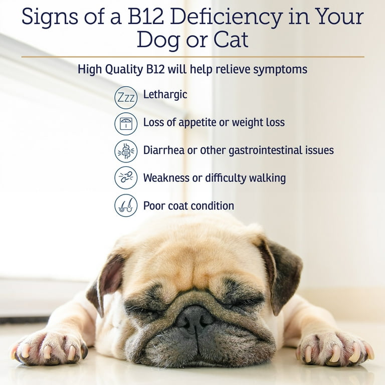 injection b12 uses Cyanocobalamin (B12) / Products / American Regent main image 0