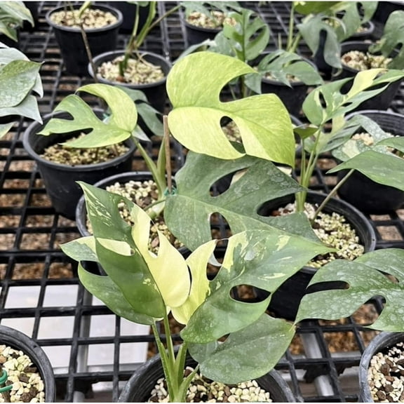 (UG-15)Root in moss 4  leaves- Tetrasperma Albo Variegated Rare Plant- Get Similar to the picture