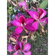 "JD SON SEEDS COMPANY" Grow Hummingbird Paradise: Enhance Your Garden with 15 Purple Orchid Tree Seeds