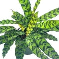 thumbnail image 4 of Rattlesnake Calathea Lancifolia, 6 inch Pot,, 4 of 9