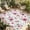 Pink, variant on Brown Red Flowers Outdoor Rug for Patio/Deck/Porch, Non-Slip Large Area Rug 5 x 7 Ft, Rustic Botanical Floral Leaves Plants Indoor Outdoor Rugs Washable Area Rugs, Camping Rug Carpet Runner