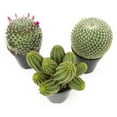 thumbnail image 3 of Altman Plants Large Cactus Plants 3-Pack; 3.5 Inch Grower Pots, Full Sun; Easy Plant Care, 3 of 10