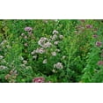 thumbnail image 3 of Organic Oregano from Greece - Whole, 60g - by Geusi Vounou, 3 of 5