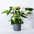 thumbnail image 3 of Anthurium White Live Plant for Indoor | Different Houseplants in 4'' & 6'' Pot | Real House Plant for Living Room, Office, Desk & Bathroom | Flamingo Flower | Tailflower, 3 of 6