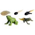 thumbnail image 3 of de juguetes de animales realistas, modelo de proceso de  en miniatura, de acción, modelo de , juguete CUTICAT Juego de crecimiento de rana para niños, 3 of 7