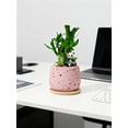 thumbnail image 4 of Lucky Bamboo Style Desk Decor Set with Tray and Pebbles, 5-Stem Arrangement with Panda Figurine, Modern Zen Desktop Decoration for Home Office, Low Maintenance Decorative Accent Gift（Pink）, 4 of 9