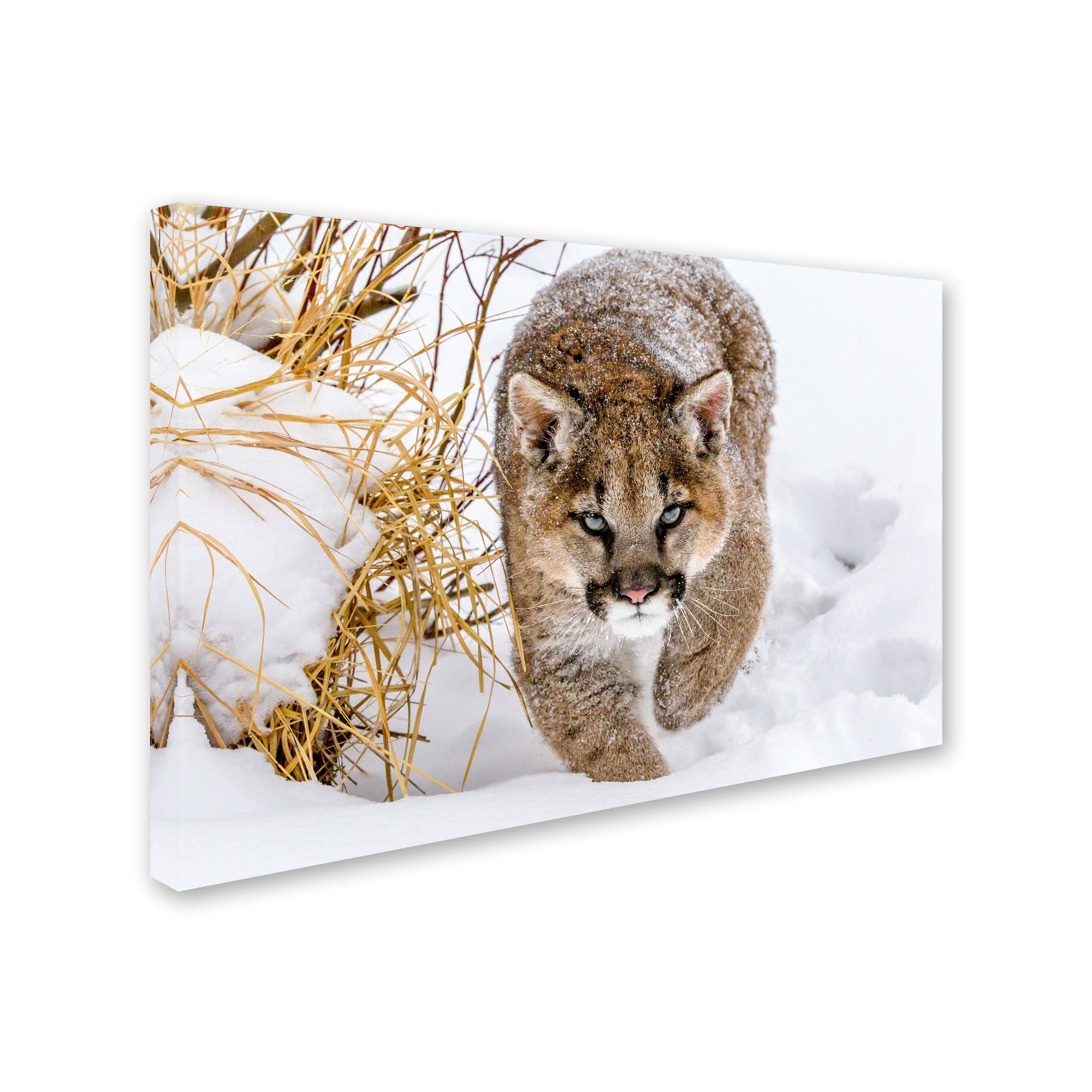 Trademark Fine Art 'Sneaky Cougar' Canvas Art by Mike Centioli