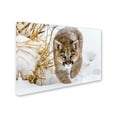 thumbnail image 2 of Trademark Fine Art 'Sneaky Cougar' Canvas Art by Mike Centioli, 2 of 3