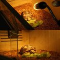 thumbnail image 3 of Sunlight Simulator Lamp, Adjustable Switch For Reptiles, Amphibians, Simulated Sunlight, 360° Rotatable Clips, Widely Used For Reptiles, 3 of 8