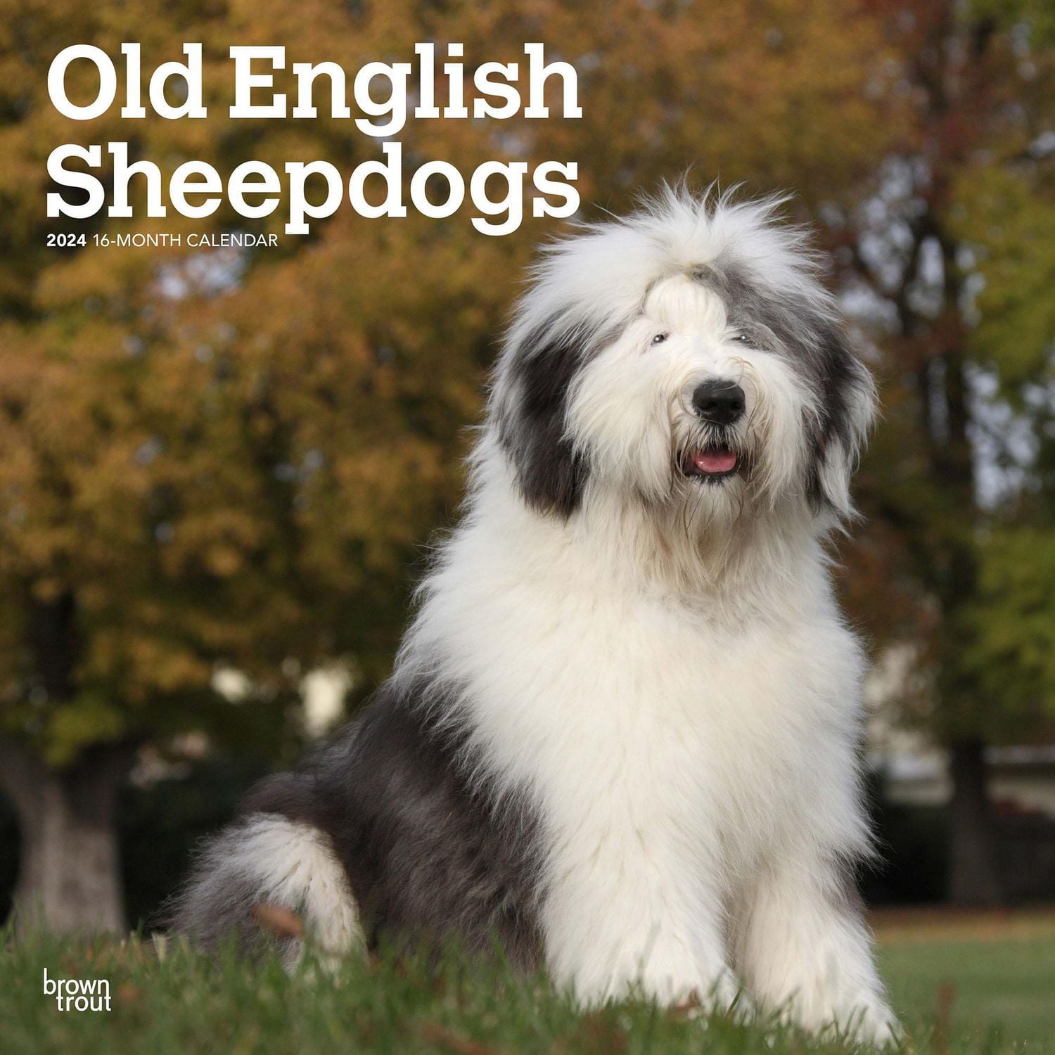 BrownTrout Old English Sheepdogs 2024 12x24 Inch Square Wall Calendar, 9781975464370