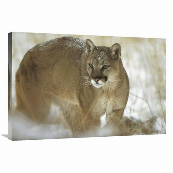 24 x 36 in. Mountain Lion Portrait in Winter, Montana Art Print - Tim Fitzharris