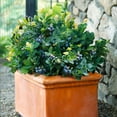 thumbnail image 5 of Brighter Blooms - Bushel and Berry® Peach Sorbet™ Blueberry Bush, 2 gal - No Shipping to AK, AZ, CA, GA, HI, MI, OR, WA, 5 of 5