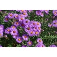 thumbnail image 2 of Seedville 100 Purple England Aster Flower Seed, Attracts Birds, Bees, Butterflies, 2 of 10
