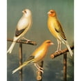 thumbnail image 2 of W. A . Blakston 20x23 Black Ornate Framed Double Matted Museum Art Print Titled: Goldfinch and Canary Mules, Marked and Variegated (1878), 2 of 5