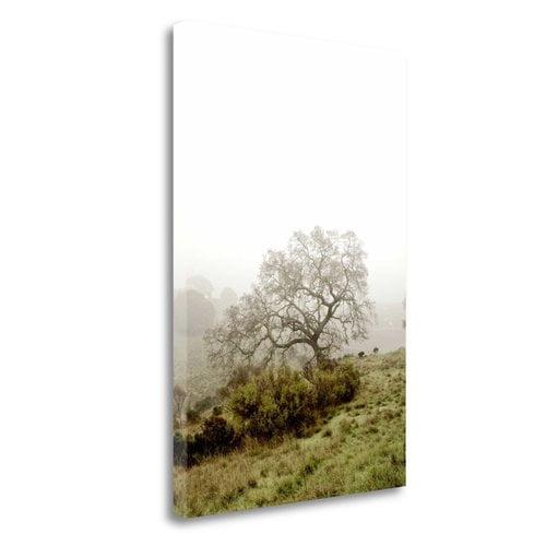 Tangletown Fine Art Oak Tree - 43 By Alan Blaustein, Gallery Wrap Canvas