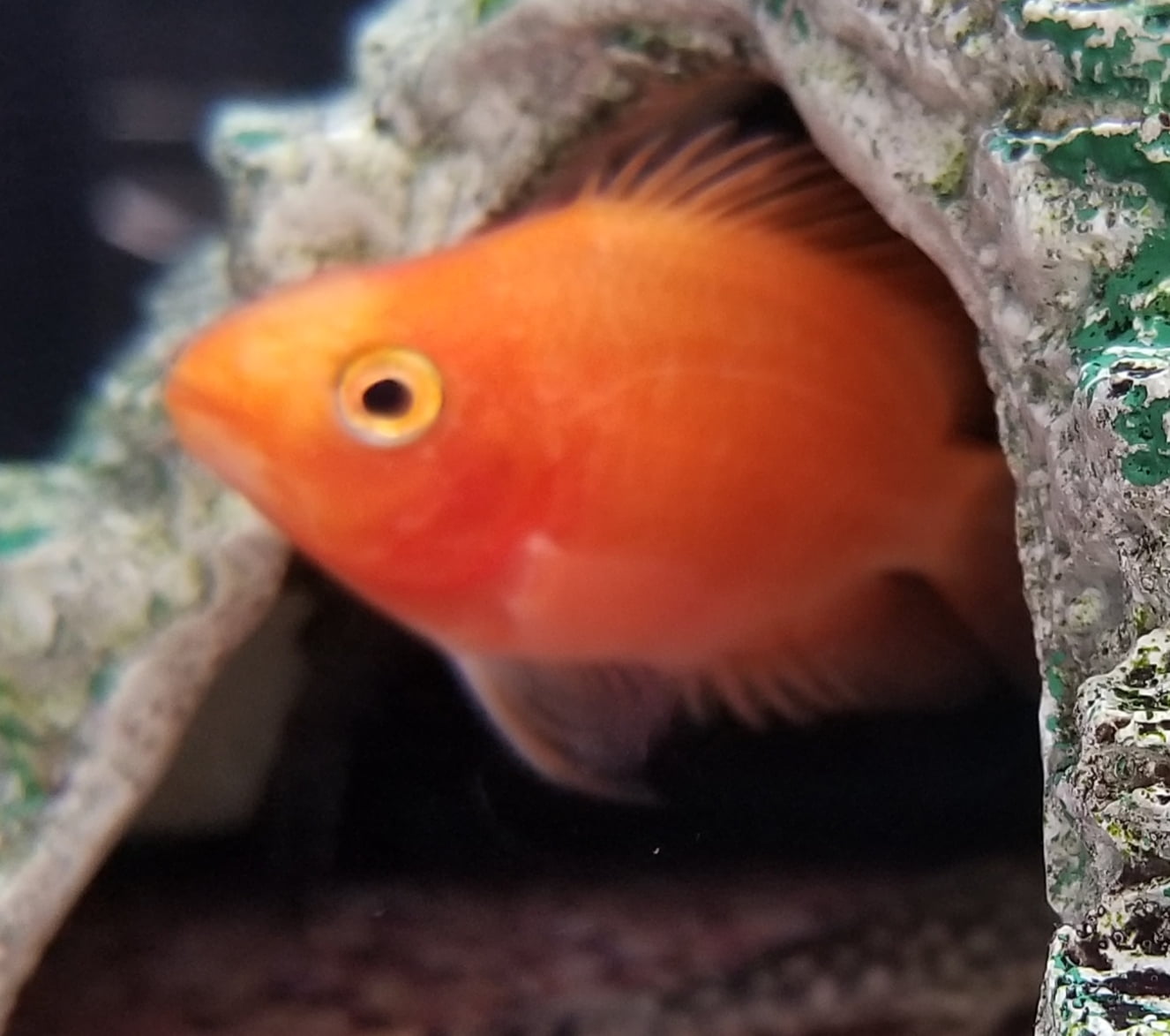RED PARROT CICHLID - Walmart.com - Walmart.com