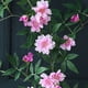 thumbnail image 4 of Simulación de Enredaderas de Rosas Que Cuelgan Alrededor de La Ventana, Decoración Del Hogar, Refugio Decorativo, Ratán Muxiang, 4 of 6