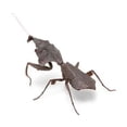 thumbnail image 5 of Insects Gashapon Big Picture Book Series Mantis Spider Scorpion Wasp Simulation Insect Action Figure Model Toys, 5 of 5