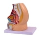 thumbnail image 5 of Modelo de anatomía reproductiva de la pelvis: investigación realista, educación científica detallada Masculino, 5 of 9