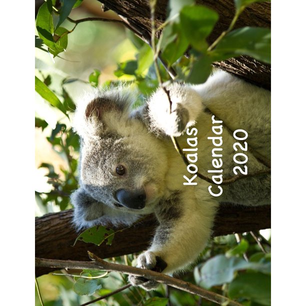 Koalas Calendar 2020 (Paperback) - Walmart.com - Walmart.com