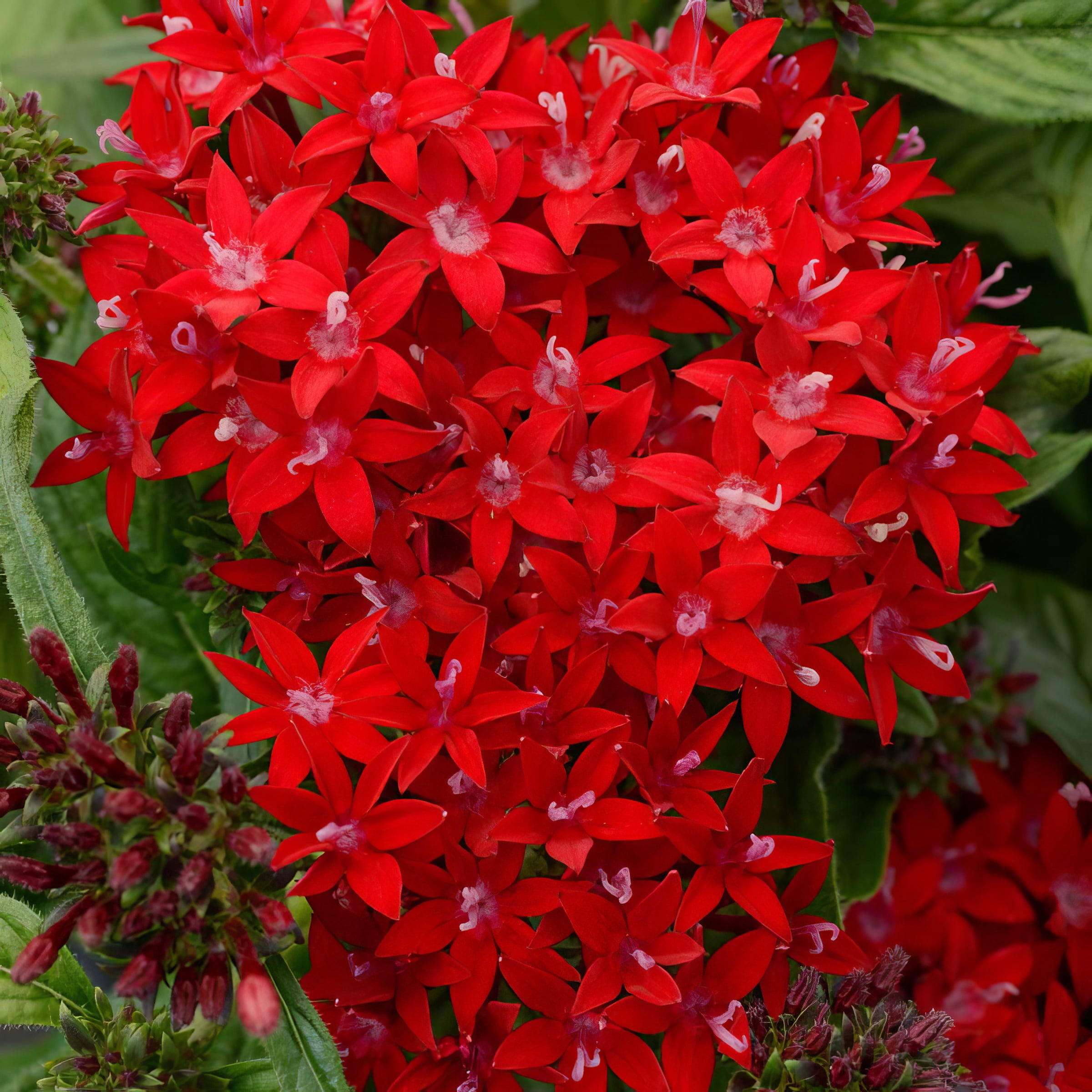 Live Annual 4" Pentas 'Lucky Star Red' (3-Pack) with Full Sunlight