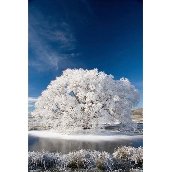 Hoar Frost on Willow Tree Near Omakau Central Otago South Island New Zealand Poster Print by David Wall