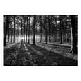 thumbnail image 3 of Tiptophomedecor Landscape Wallpaper Wall Mural - The Light In The Forest, 3 of 4